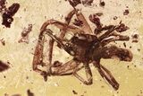 Detailed Fossil Spider (Araneae) & Snail Shell In Baltic Amber - Rare! #296971-1